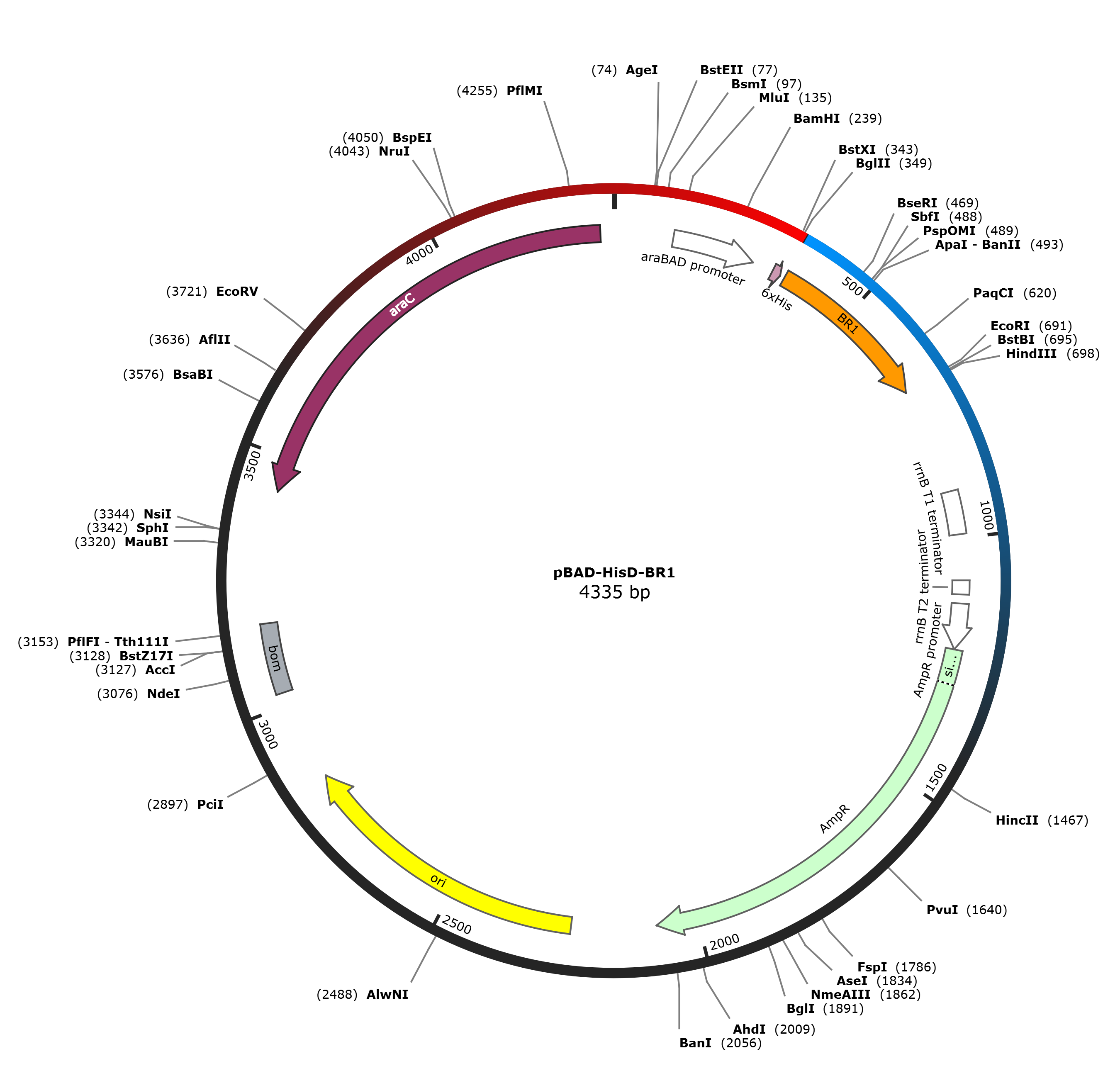 pBAD-HisD-BR1载体图谱