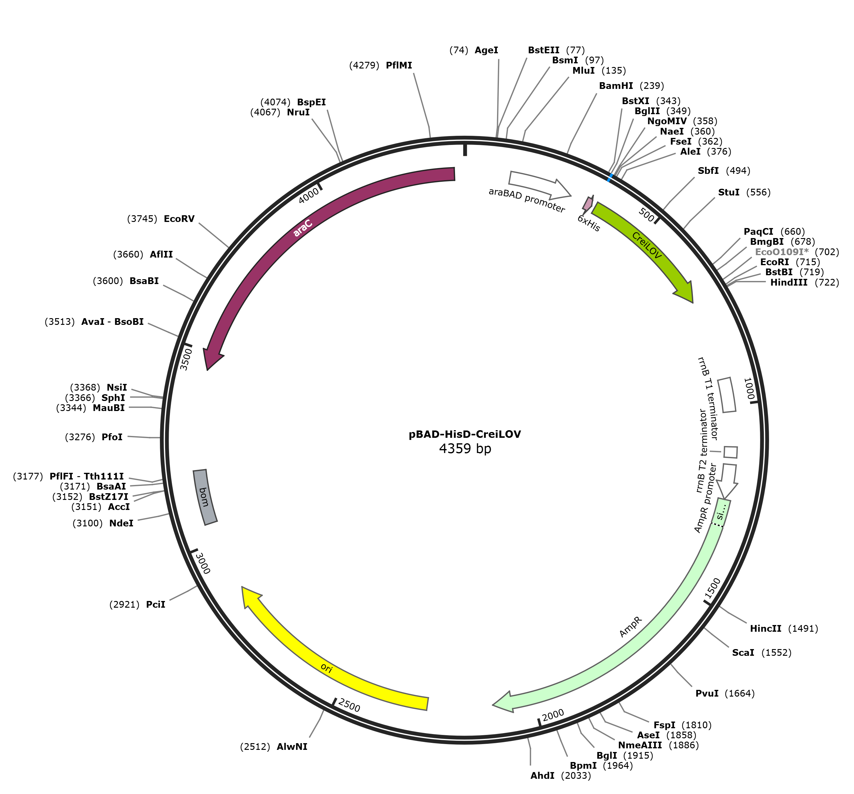 pBAD-HisD-CreiLOV载体图谱
