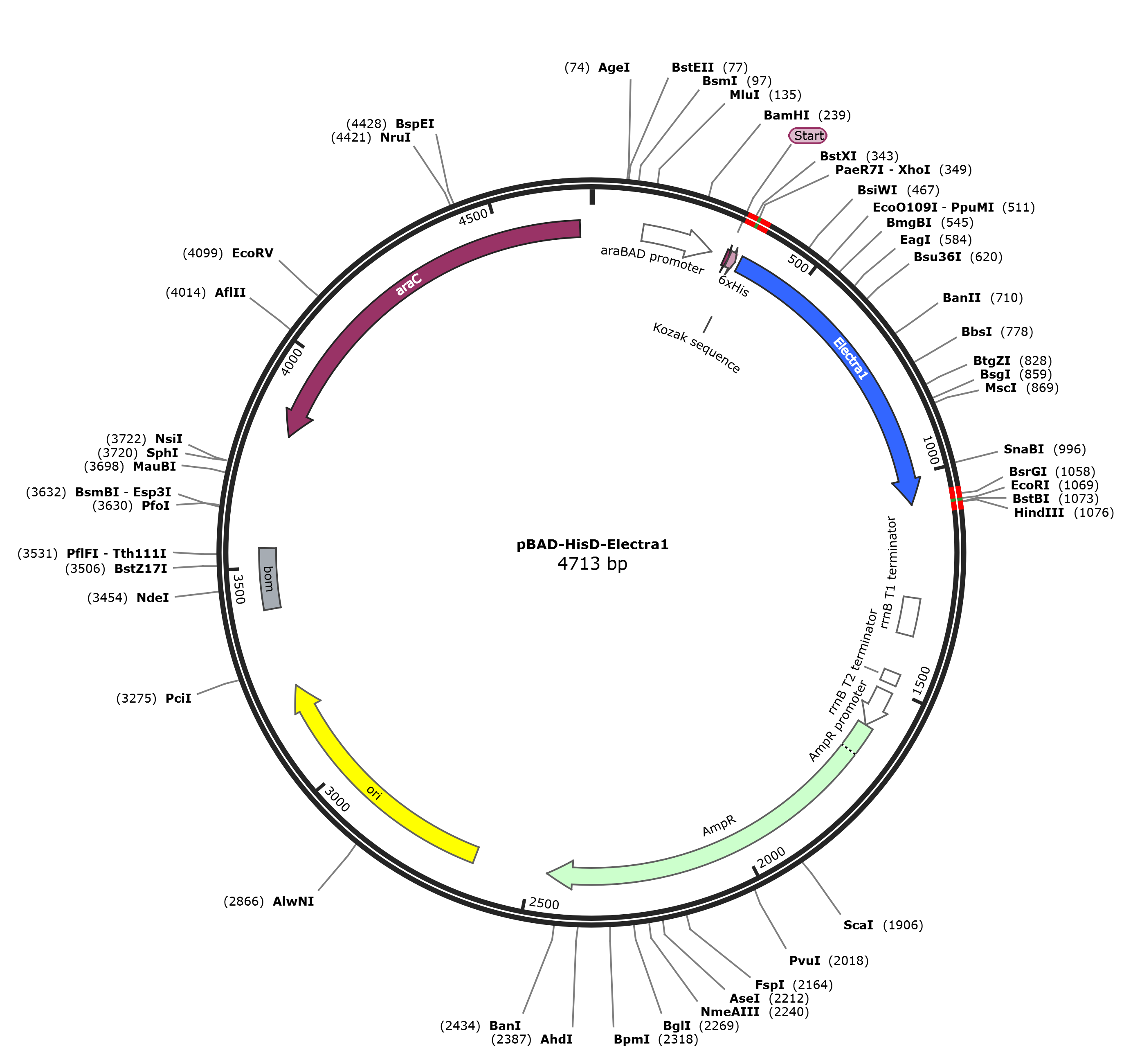 pBAD-HisD-Electra1载体图谱