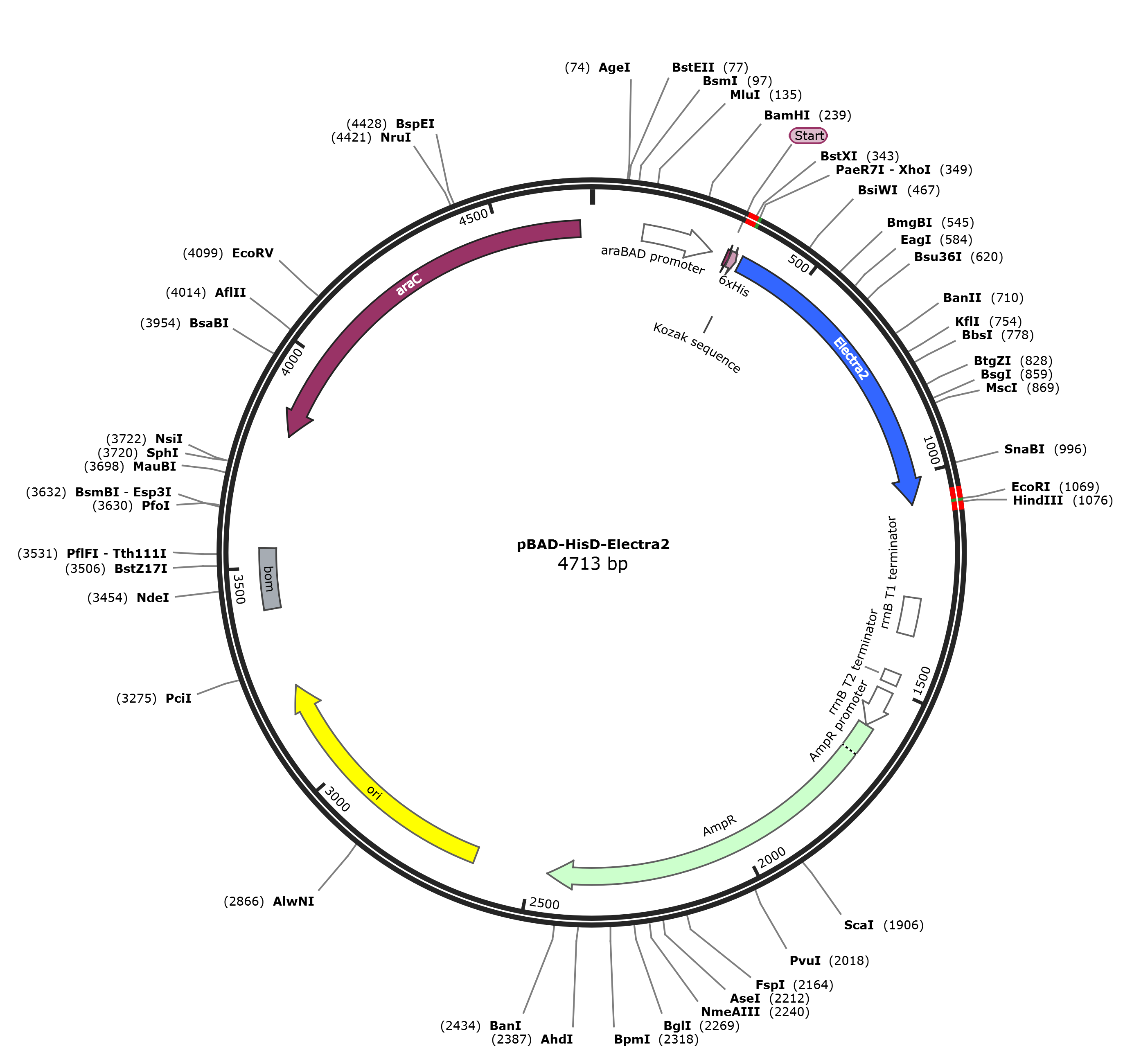 pBAD-HisD-Electra2载体图谱