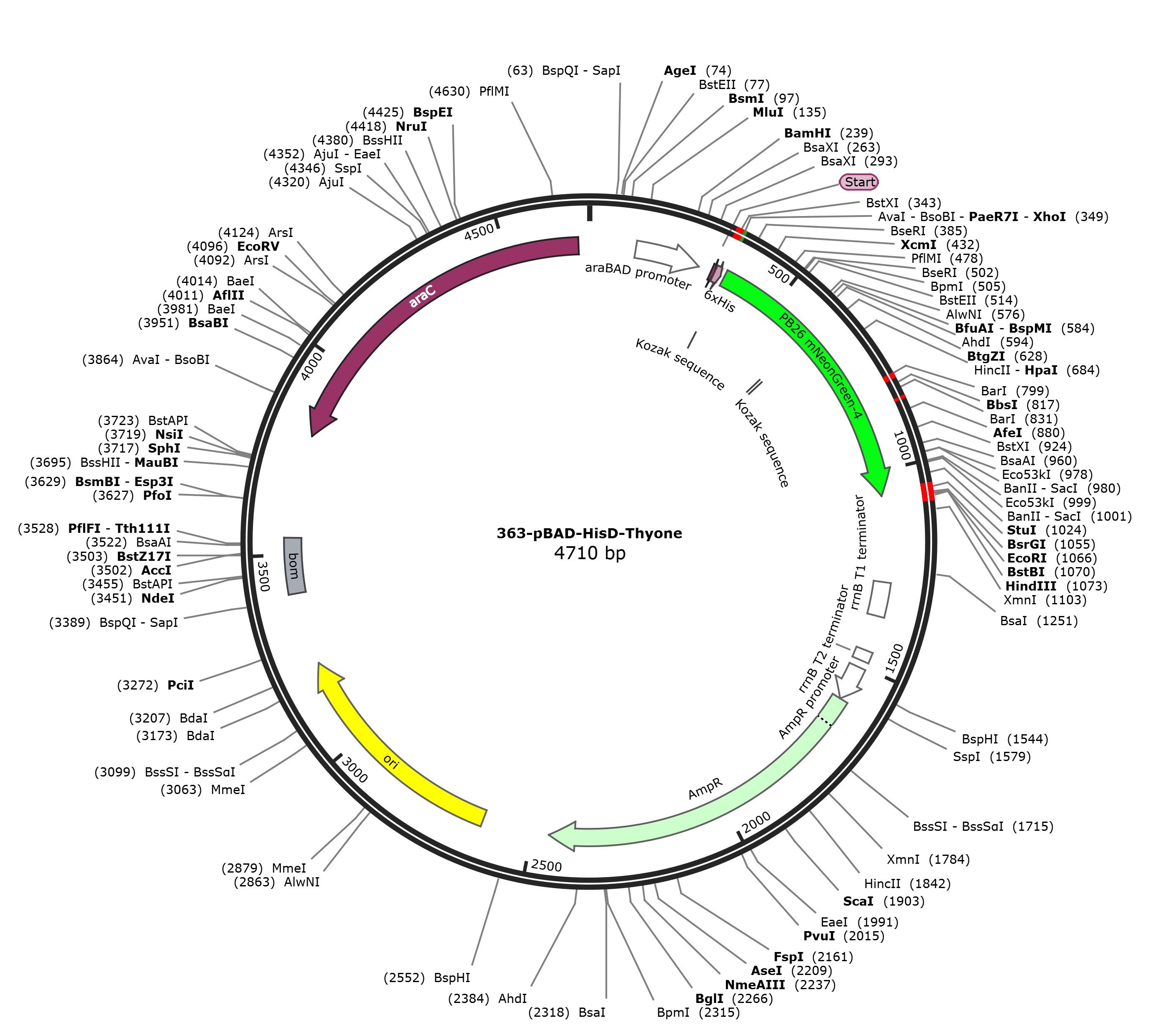 pBAD-HisD-Thyone载体图谱