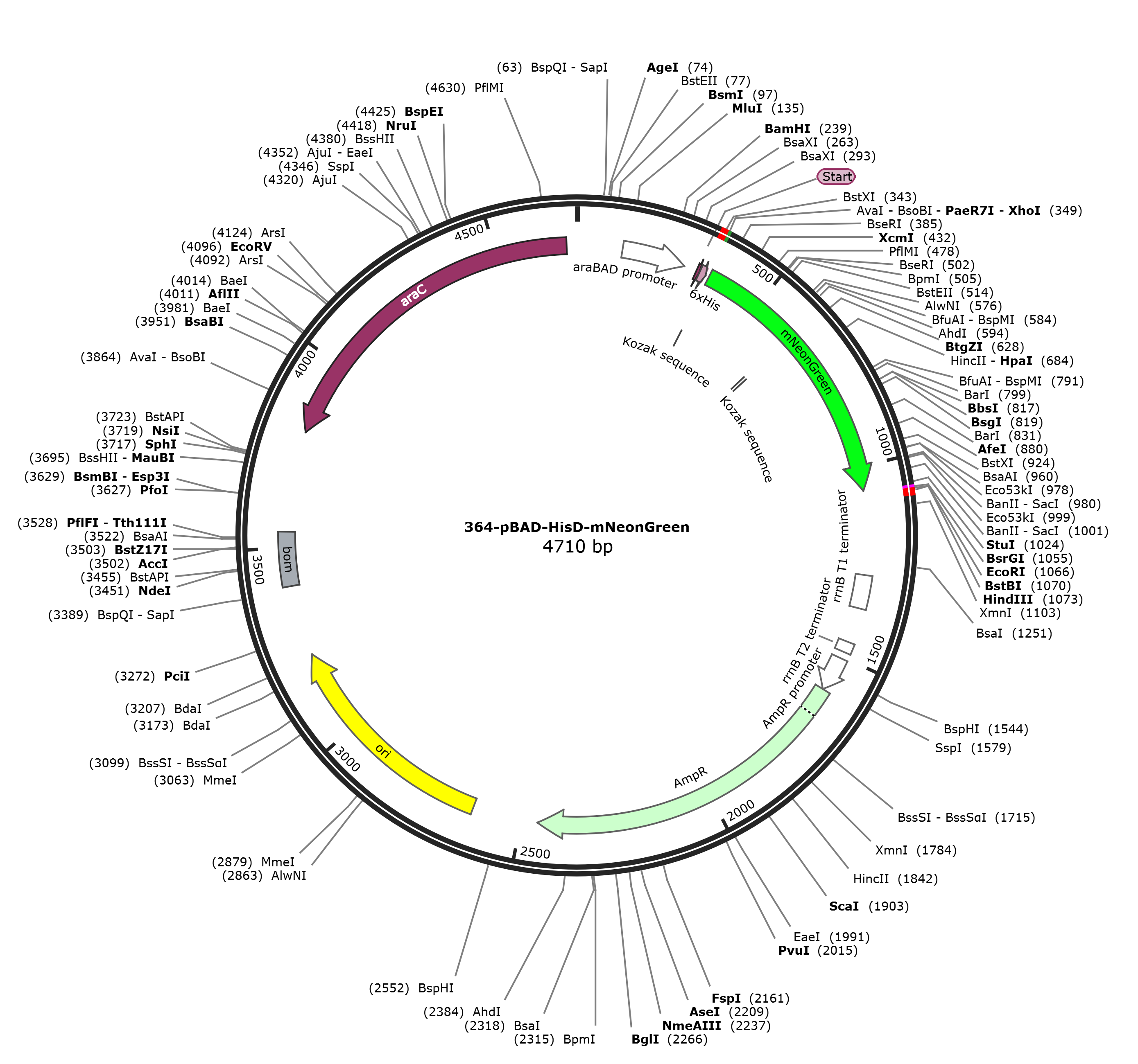 pBAD-HisD-mNeonGreen载体图谱