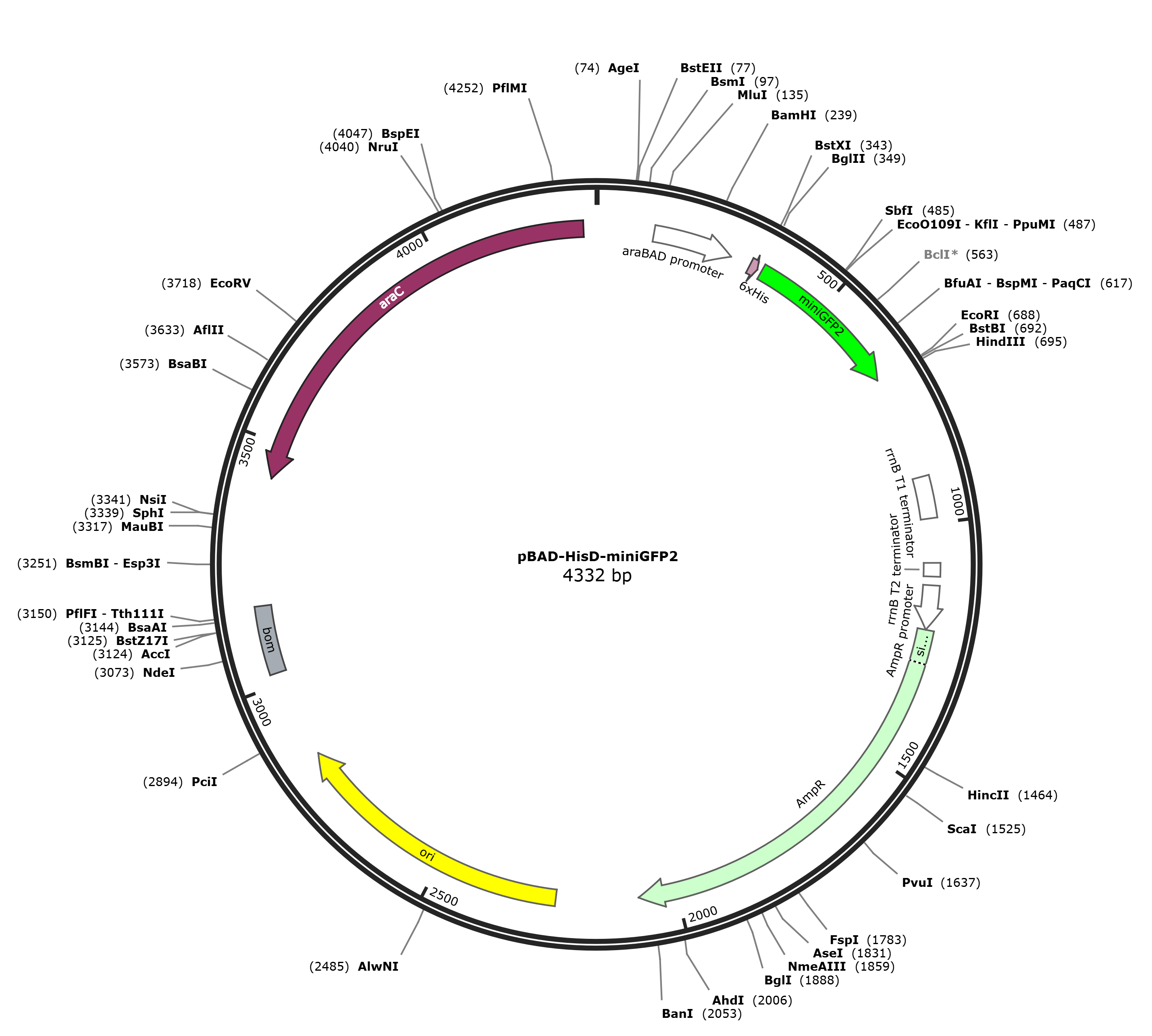 pBAD-HisD-miniGFP2载体图谱