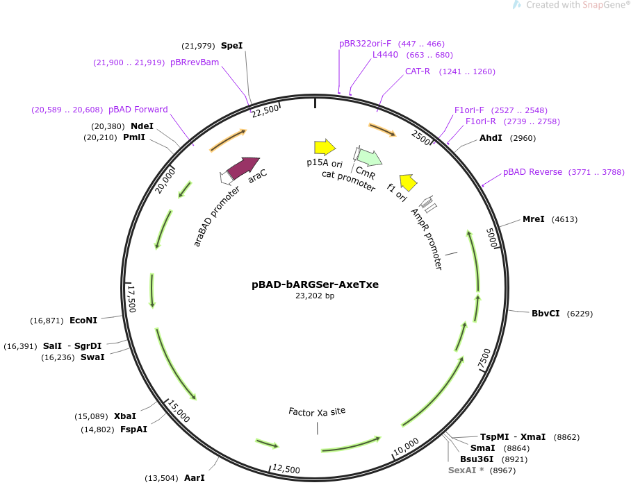pBAD-bARGSer-AxeTxe载体图谱