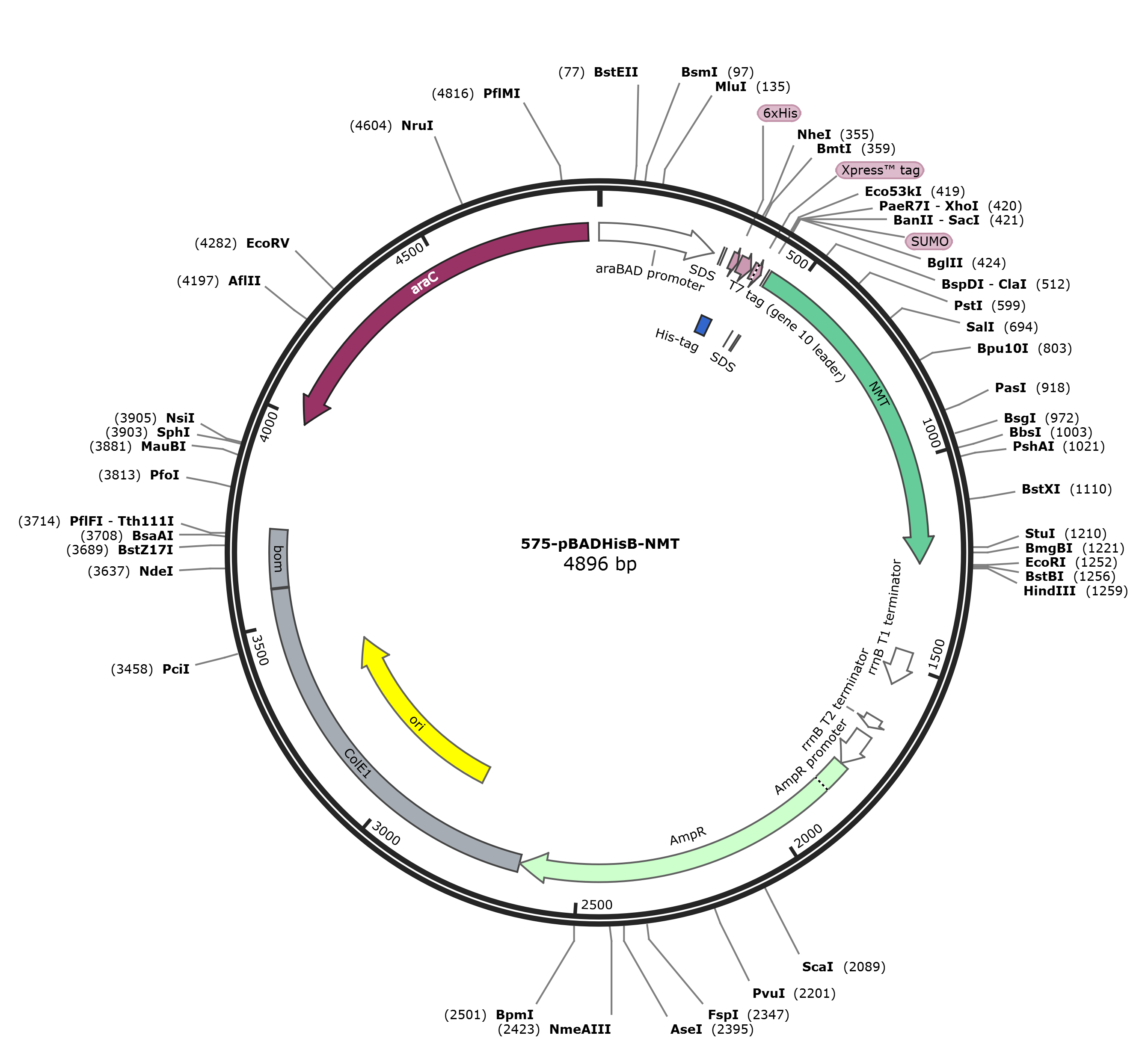 pBADHisB-NMT载体图谱