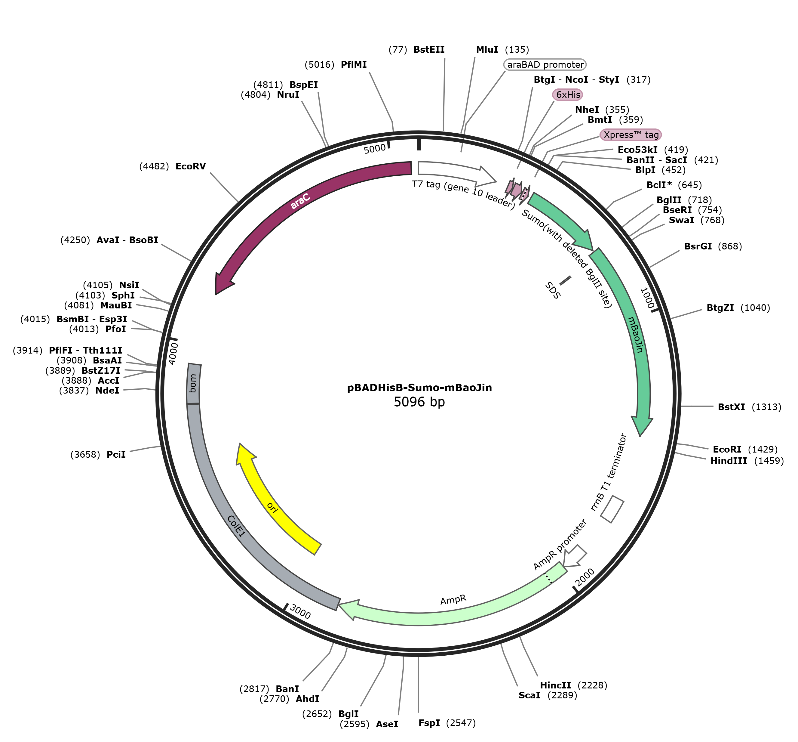 pBADHisB-Sumo-mBaoJin载体图谱