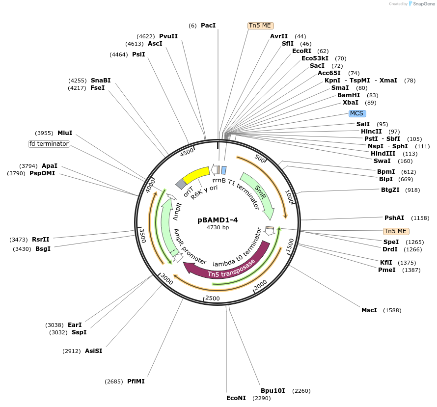 pBAMD1-4载体图谱