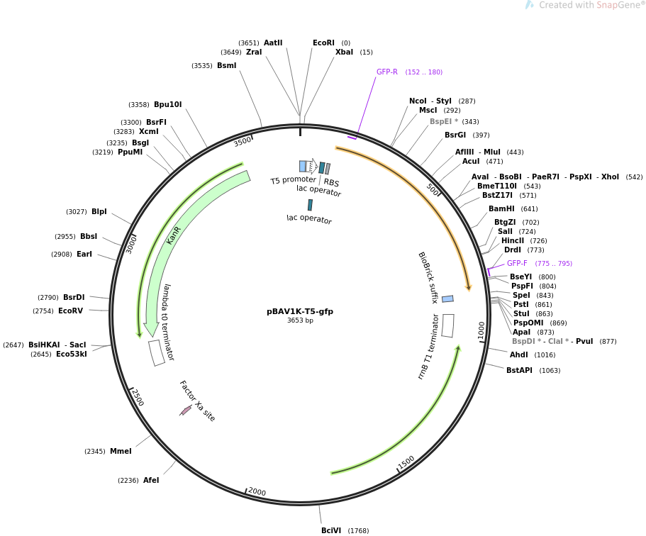pBAV1K-T5-gfp载体图谱
