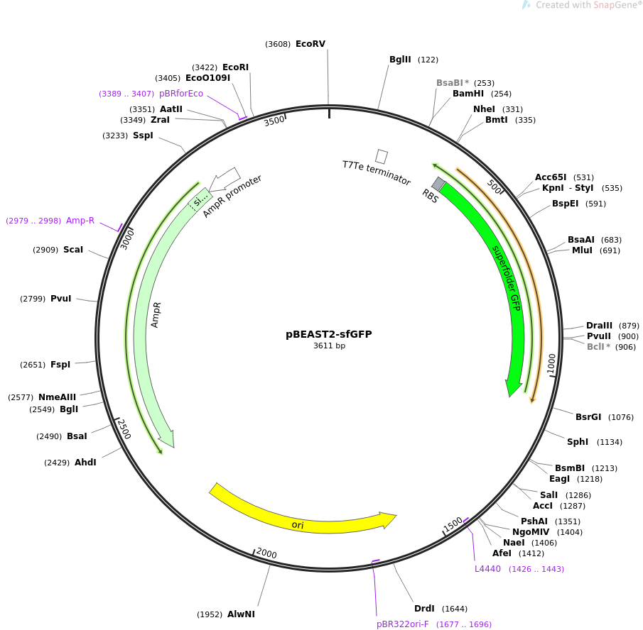 pBEAST2-sfGFP载体图谱