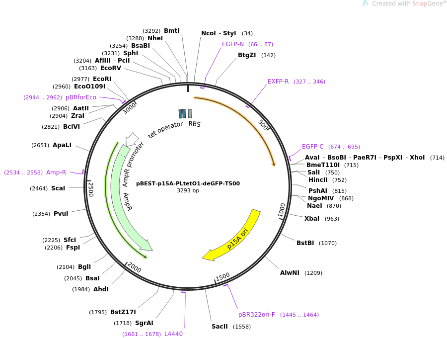 pBEST-p15A-PLtetO1-deGFP-T500载体图谱