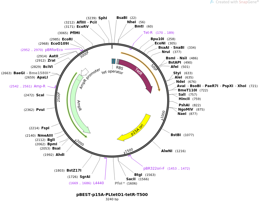 pBEST-p15A-PLtetO1-tetR-T500载体图谱