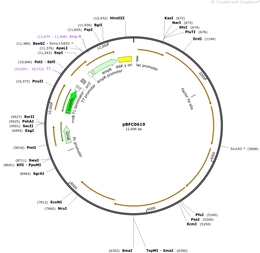 pBFC0619质粒图谱