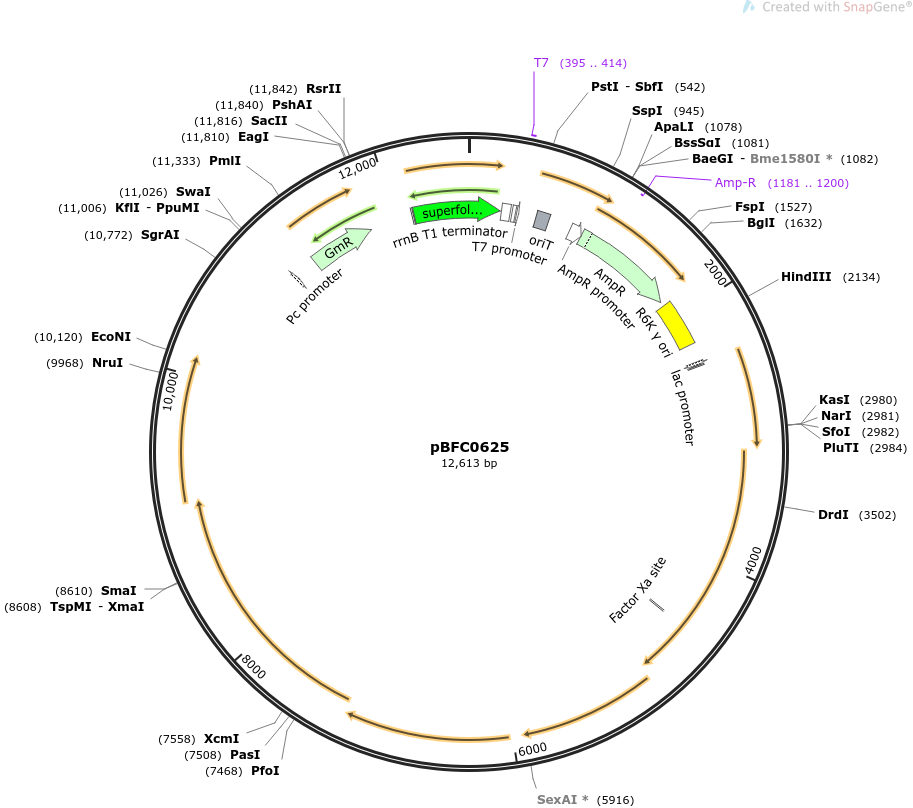 pBFC0625质粒图谱