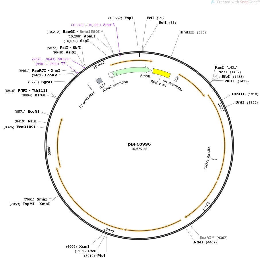 pBFC0996质粒图谱