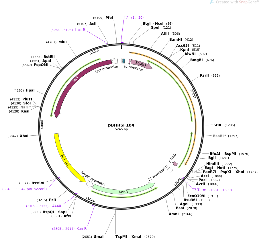 pBHRSF184质粒图谱