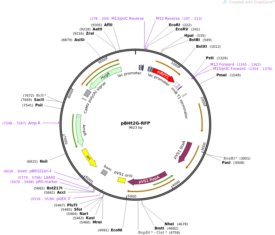 pBHt2G-RFP质粒图谱