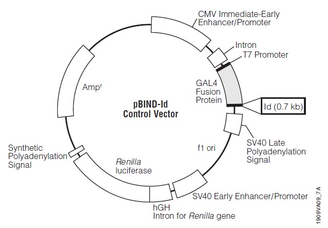 pBIND-Id Control载体图谱