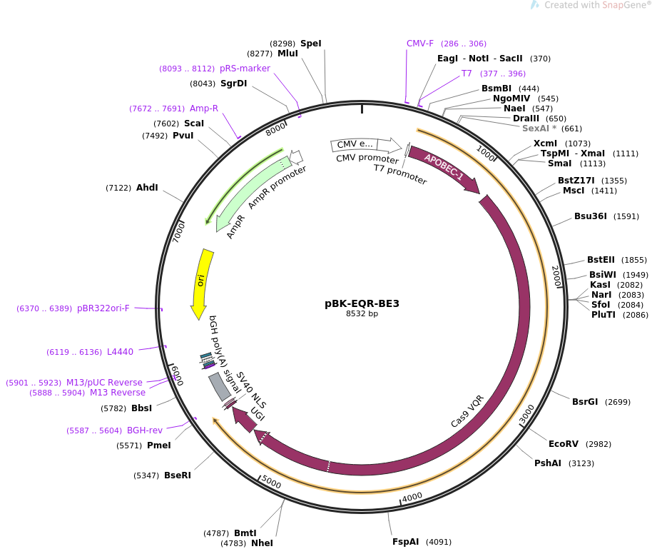 pBK-EQR-BE3质粒图谱