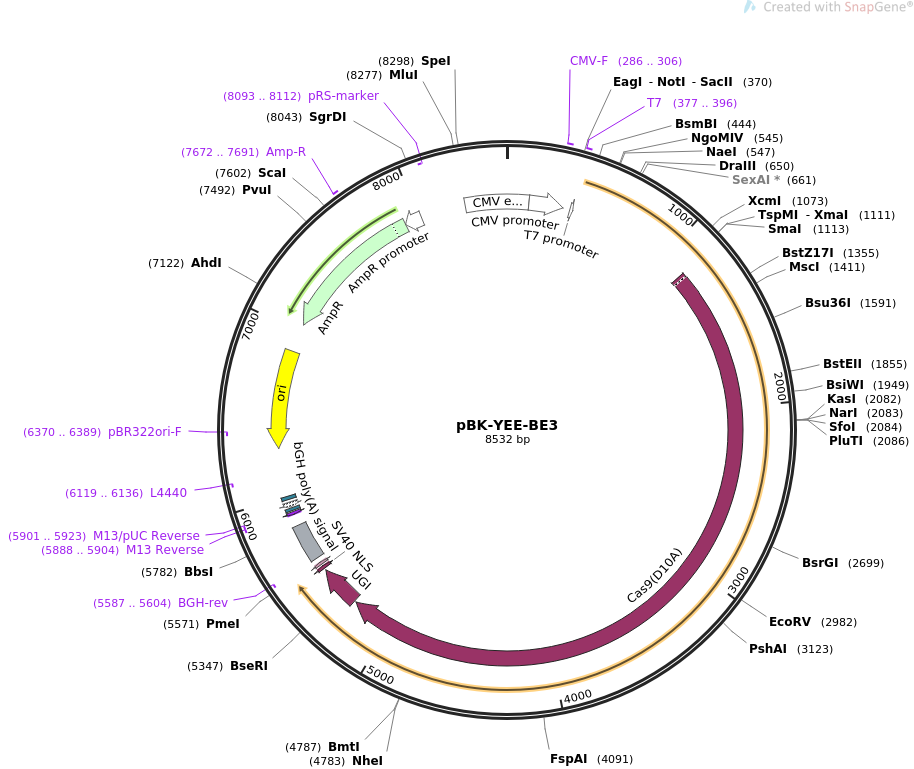pBK-YEE-BE3质粒图谱