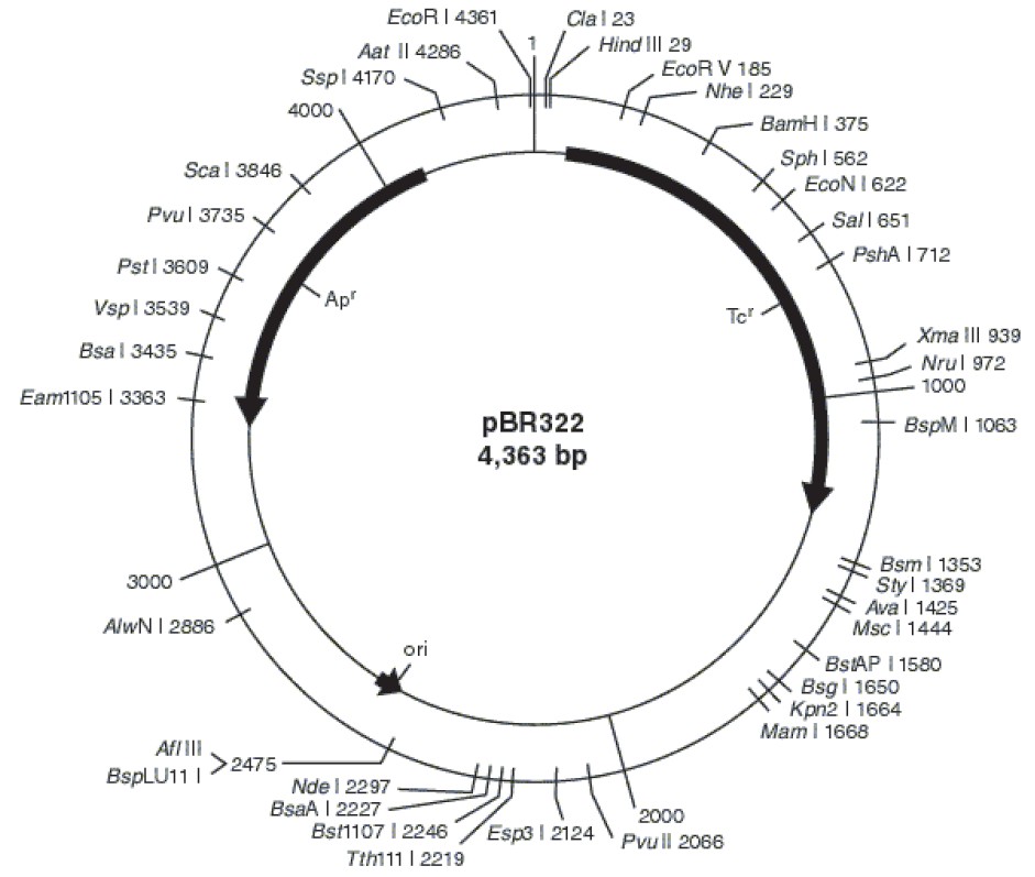 pBR322载体图谱