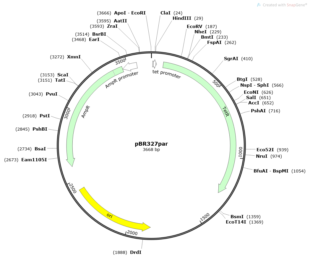 pBR327par载体图谱