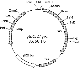 pBR327par载体图谱