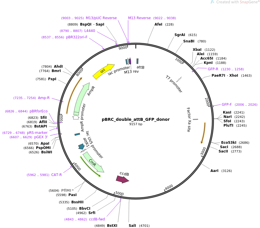 pBRC_double_attB_GFP_donor载体图谱