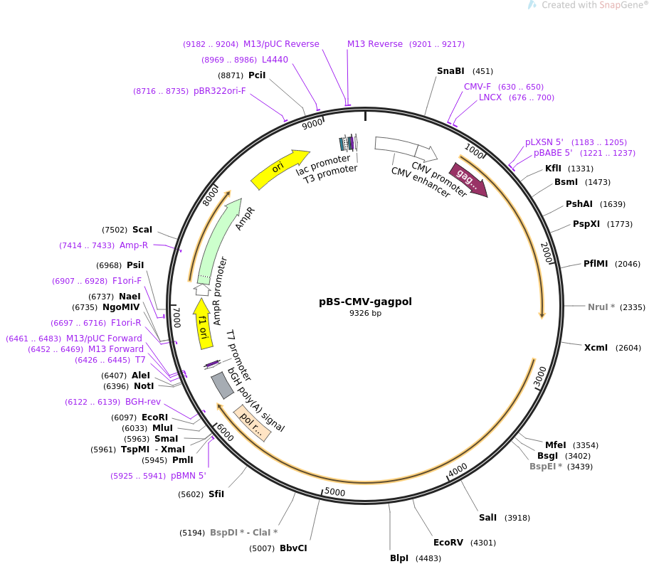 pBS-CMV-gagpol质粒图谱