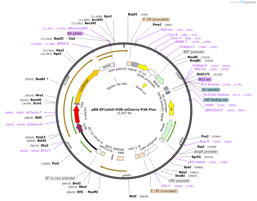 pBS-EF1afull-H2B-mCherry-P2A-Fluc载体图谱