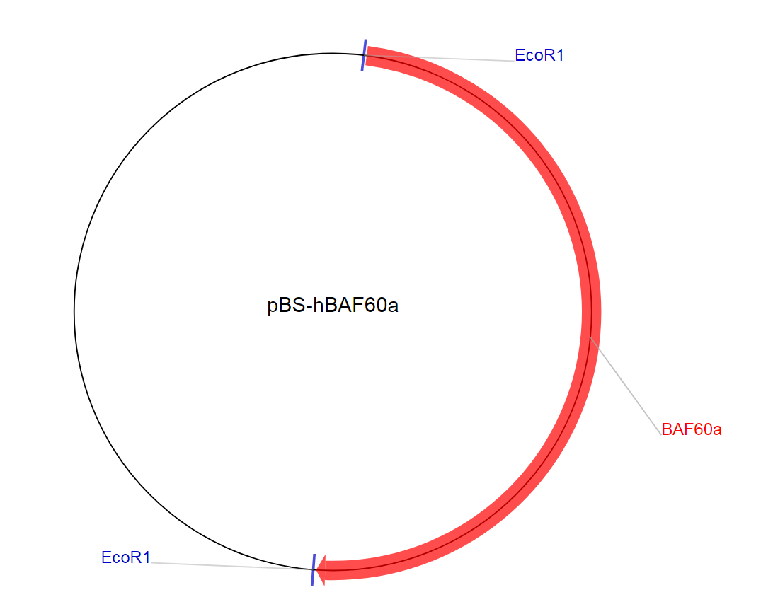 pBS-hBAF60a质粒图谱