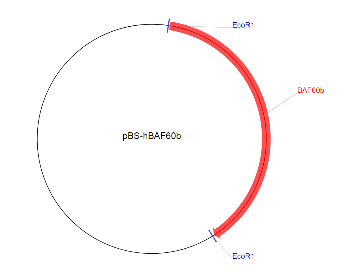 pBS-hBAF60b质粒图谱