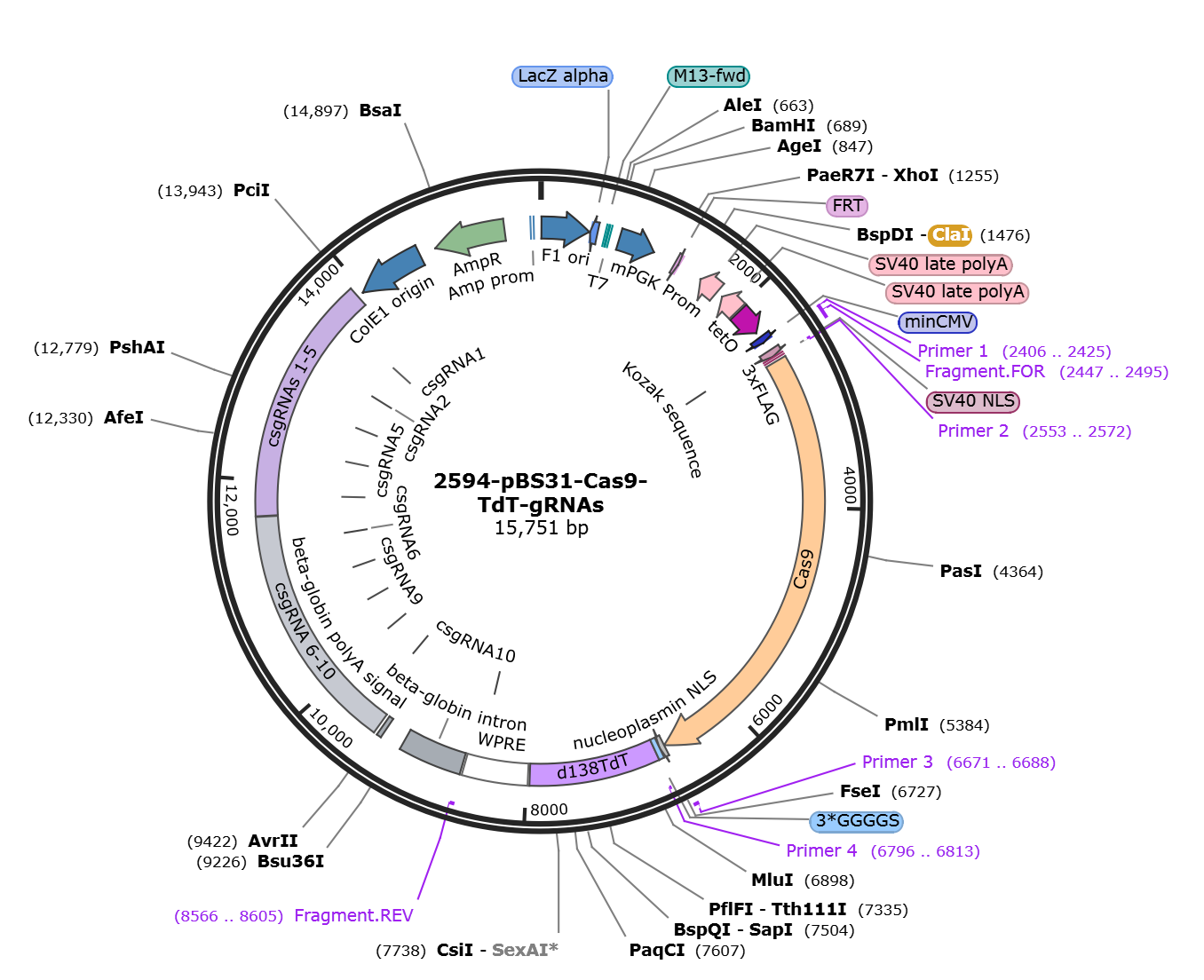 pBS31-Cas9-TdT-gRNAs载体图谱