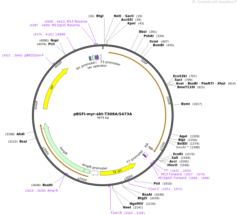 pBSFI-myr-akt-T308AS473A质粒图