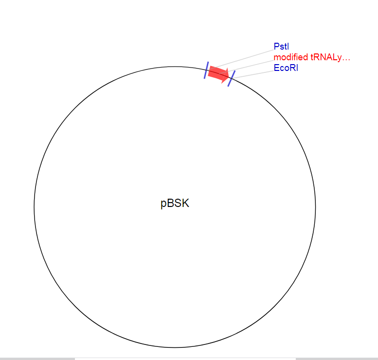 pBSK质粒图谱