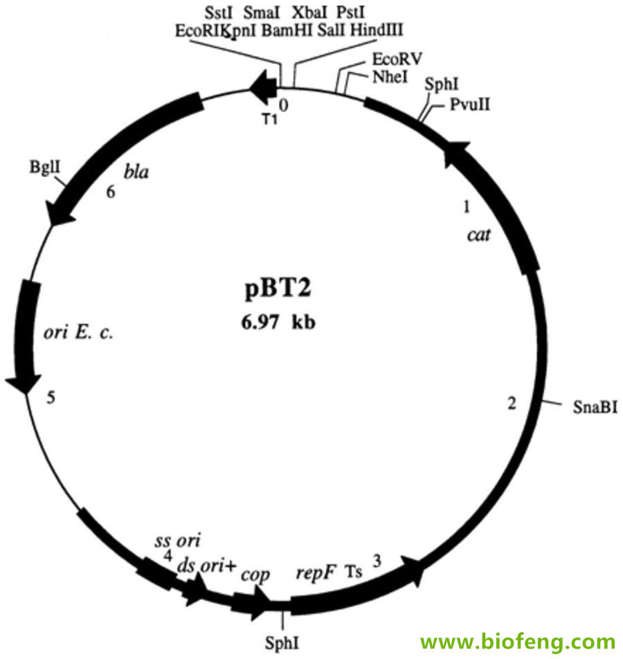 pBT2载体图谱