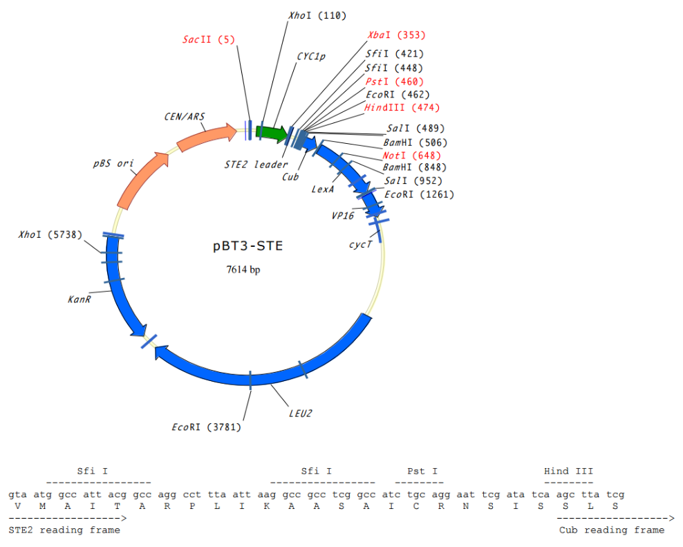 pBT3-STE载体图谱