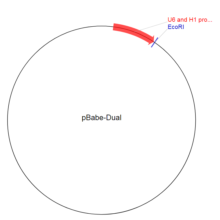 pBabe-Dual质粒图谱