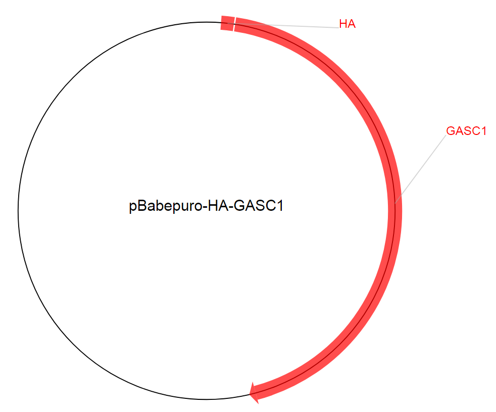 pBabepuro-HA-GASC1质粒图谱