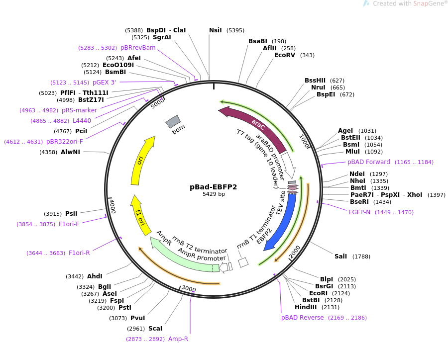 pBad-EBFP2质粒图谱