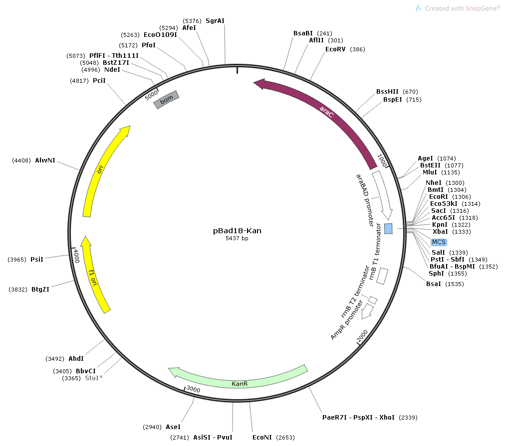 pBAD18-Kan载体图谱