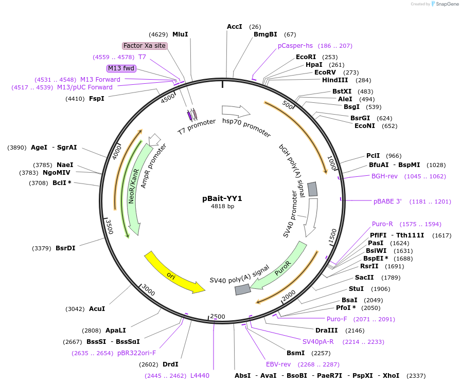 pBait-YY1载体图谱