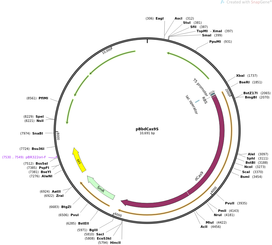 pBbdCas9S质粒图谱