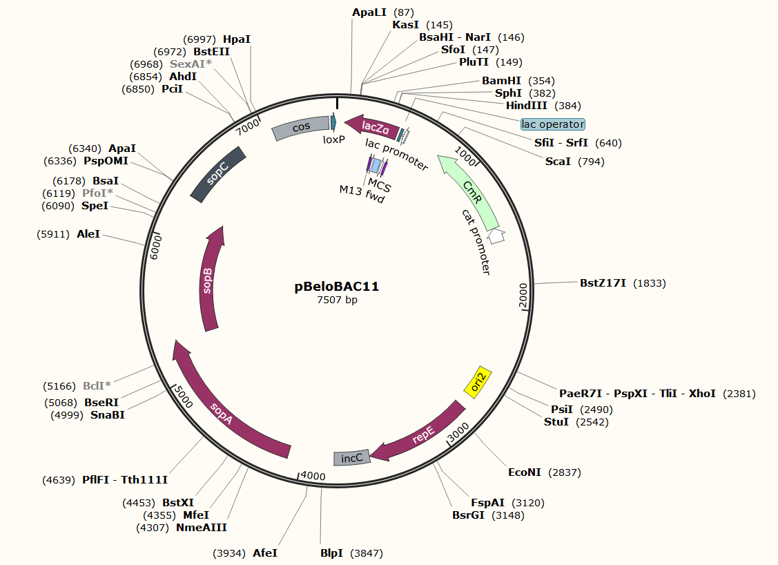 pBeloBAC11载体图谱