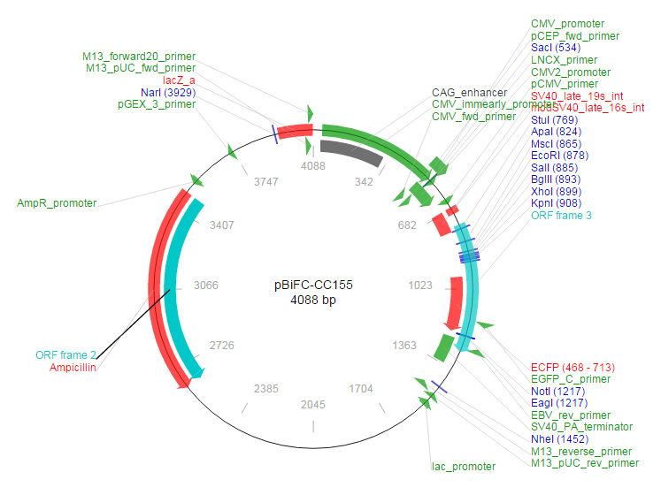 pBiFC-CC155载体图谱