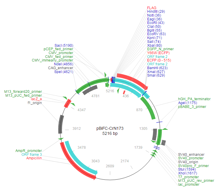 pBiFC-CrN173载体图谱