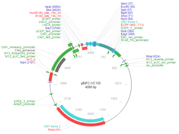 pBiFC-VC155载体图谱