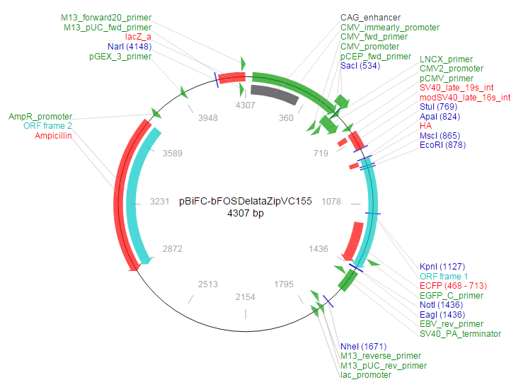 pBiFC-bFOSDelataZipVC155载体图谱