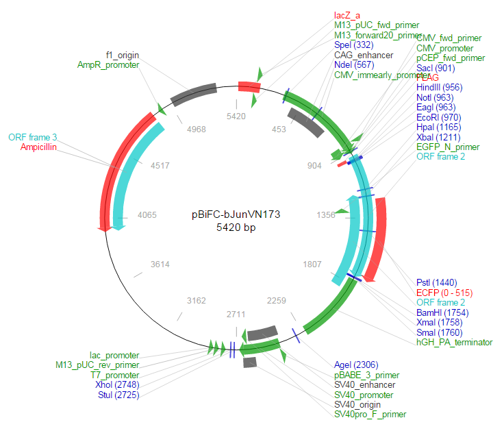 pBiFC-bJunVN173载体图谱