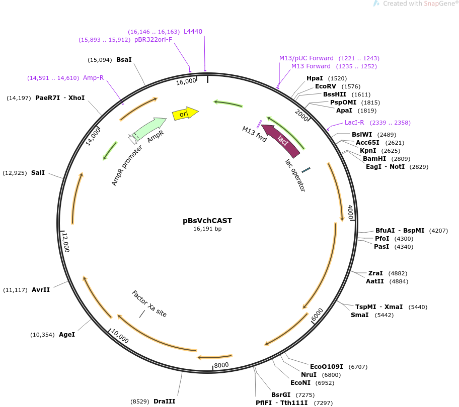 pBsVchCAST载体图谱
