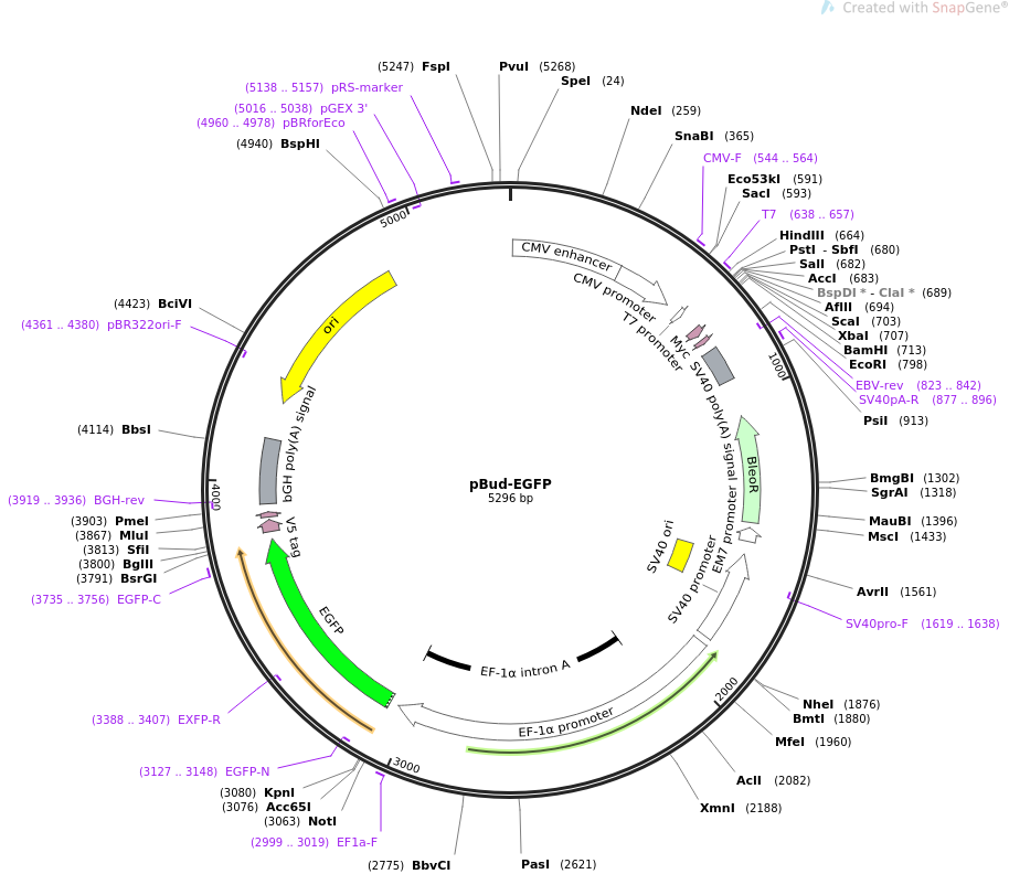 pBud-EGFP质粒图谱